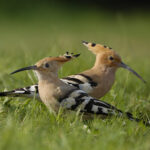 Гора двух удодов - Опук.