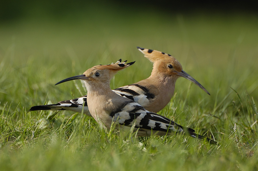 Гора двух удодов - Опук.