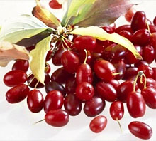 Кизил – Шайтанова ягода.