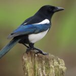 Письмо Магомету.