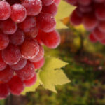 (Русский) В Алуште пройдет фестиваль «Виноградные сезоны»