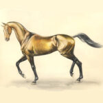 Неудача. Аргамак.