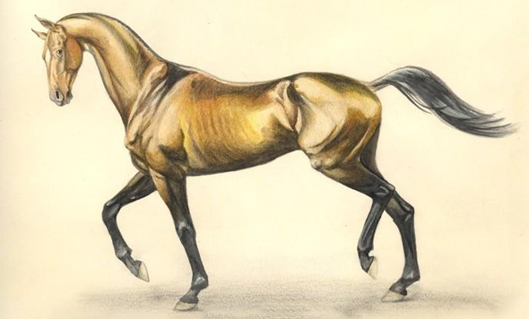 Неудача. Аргамак.