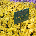 В Никитском ботсаду впервые выберут принцессу бала хризантем.