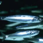 Крымские ученые обеспокоены аномальным поведением хамсы.