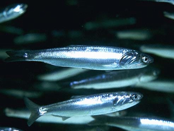 Крымские ученые обеспокоены аномальным поведением хамсы.