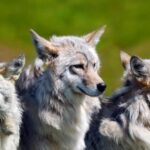 Волки появились на Тарханкуте.