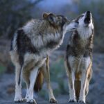 Под Симферополем заметили пришедших из лесов юга Крыма волков.