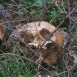 (Русский) Милицию призвали расследовать разграбление могил на кладбище в Симферополе.