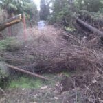 (Русский) Прокуратура обещает проверить вырубку старейших кипарисов в Ялте