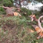 Варваров, вырубивших сосны на набережной Мисхора, оштрафуют на 24 тысячи.