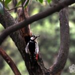 (Русский) В Ялте весна: дятлы у тротуара отбивают такт (ФОТО) (ВИДЕО)