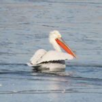 В Керчи зимует кудрявый пеликан (фото).