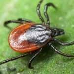 (Русский) В Крыму начался сезон активности клещей (Русский) В Крыму начался сезон активности клещей