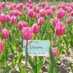 В Никитском ботаническом саду расцвели тюльпаны