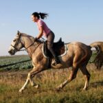 Под Симферополем пройдут соревнования по конному спорту