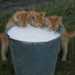 (Русский) Дефицит молока в Крыму до конца года составит почти 600 тыс. тонн