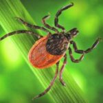 (Русский) В Алуште зафиксирован случай болезни Лайма