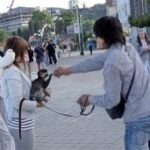 (Русский) В Алуште введен мораторий на проведение мероприятий с использованием животных