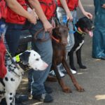 В Севастополе прошли учения спасателей и кинологов