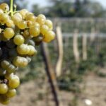 Инкерман вино