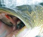 Возле Белогорска устроят чемпионат по ловле хищной рыбы