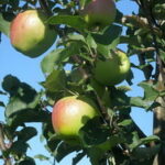 Крым и Севастополь могут стать пилотной площадкой для улучшения жизни российских садоводов