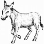 Чудесный Оселъ.