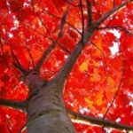 Кабардино-Балкария подарит Крыму 70 красных дубов