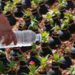 Экологи предлагают восстановить леса в западном Крыму