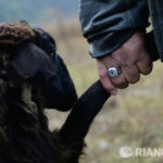 Курбан-байрам впервые объявлен выходным днем в Крыму