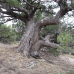 По Крыму насчитали 39 деревьев старше 1 тыс. лет