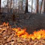 (Русский) Население Крыма призвали не посещать леса из-за опасности пожаров