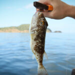 (Русский) Ядовитых рыб фугу выловили из моря в Севастополе