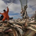 В Крыму создадут институт рыбного хозяйства