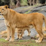 Президентский центр спас крымский сафари-парк от закрытия