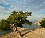 Символом Крыма предложили сделать можжевельник