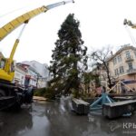 (Русский) В Симферополе под дождем установили живую ель из Великого Устюга