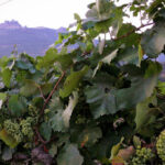 В Севастополе в 2015 году высадят более 150 га виноградников