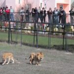 Парк «Тайган» решил не устраивать традиционный выпуск львов