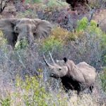 Зубков обещает привезти в Крым белого носорога и слонов