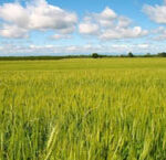 (Русский) Крым получил 127 млн рублей на поддержку растениеводства