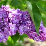 В Никитском ботсаду впервые откроют сирингарий