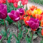 Парад тюльпанов в Никитском ботаническом саду