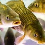 (Русский) В Крыму создали рыбопитомник, где будут выращивать рыбу, моллюсков и водоросли