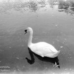 (Русский) Фотоподборка: Симферополь. Детский парк - живой уголок - конец 60-х