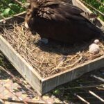 В зоопарке в Ялте вылупился редкий черный гриф