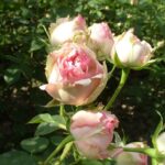 (Русский) Никитский ботанический сад покажет выставку «Романтические розы»