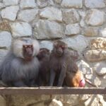 Дело о проверке в зоопарке «Сказка» в Ялте решили закрыть до конца недели