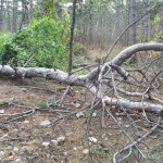 Симферопольцы предложили властям собрать массу дров на лесоповалах в городских посадках (ФОТО)